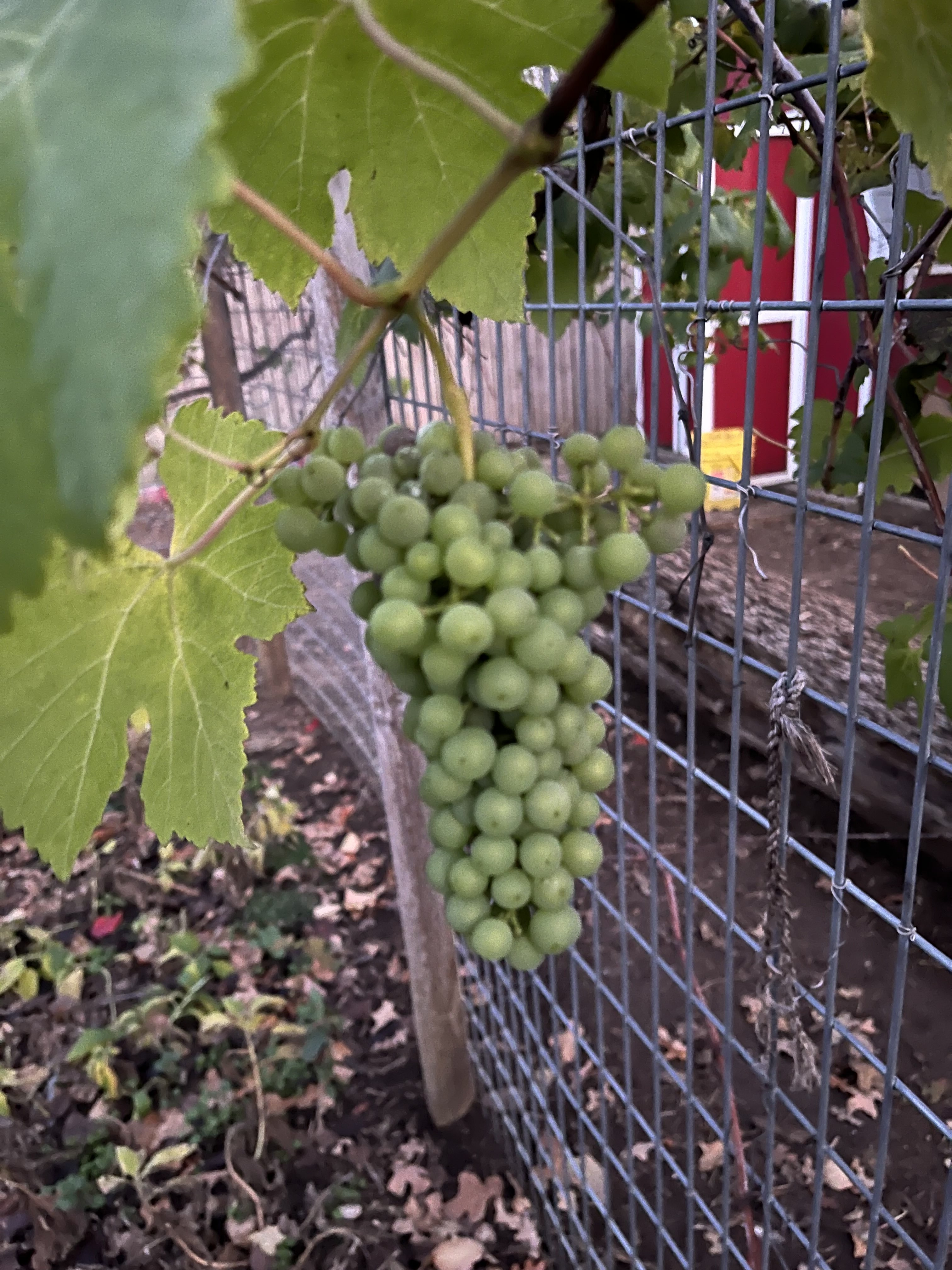 Grape & Coop